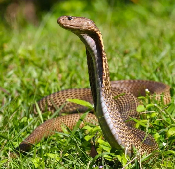 40 des serpents les plus 03
