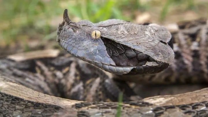 40 des serpents les plus 30