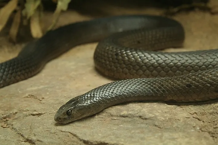 40 des serpents les plus 31