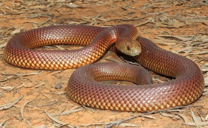 40 des serpents les plus 32