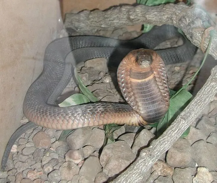 40 des serpents les plus 33