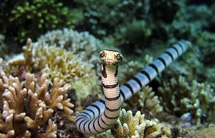 40 des serpents les plus 34