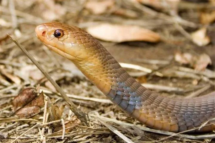 40 des serpents les plus 35