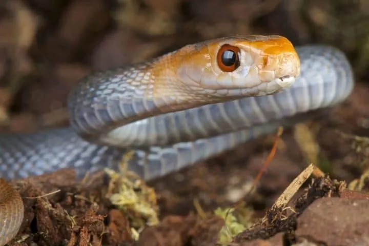 40 des serpents les plus 36