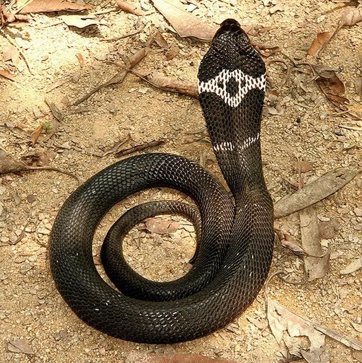 40 des serpents les plus 37