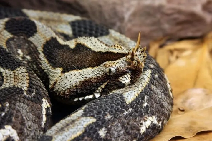 40 des serpents les plus 38