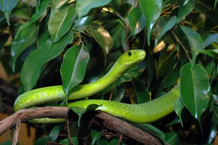 40 des serpents les plus 39