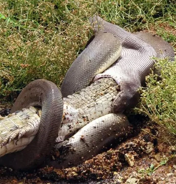 40 des serpents les plus 04