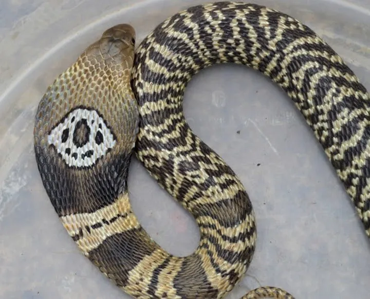 40 des serpents les plus 40