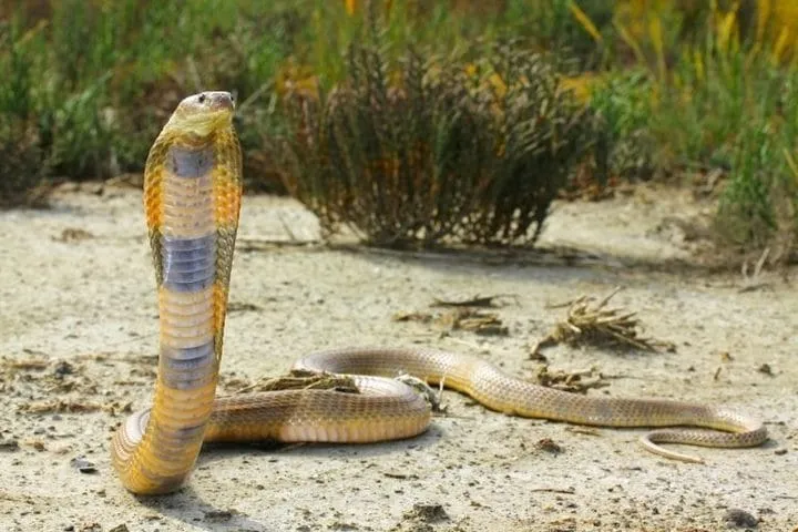 40 des serpents les plus 41