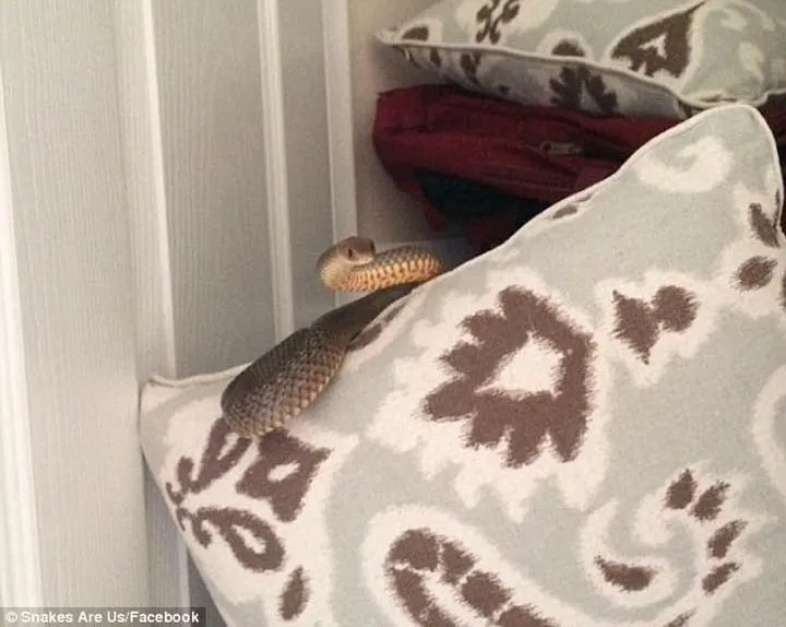 40 des serpents les plus 42