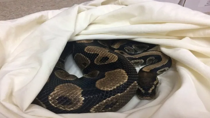 40 des serpents les plus 43