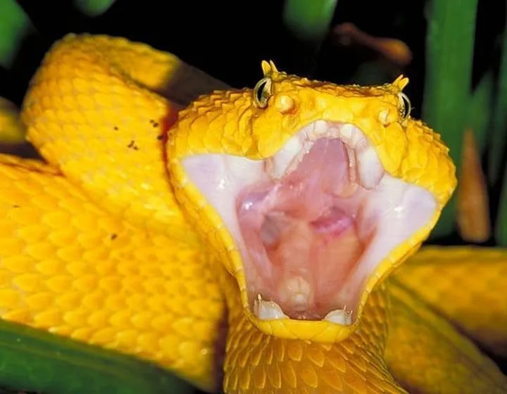 40 des serpents les plus 45