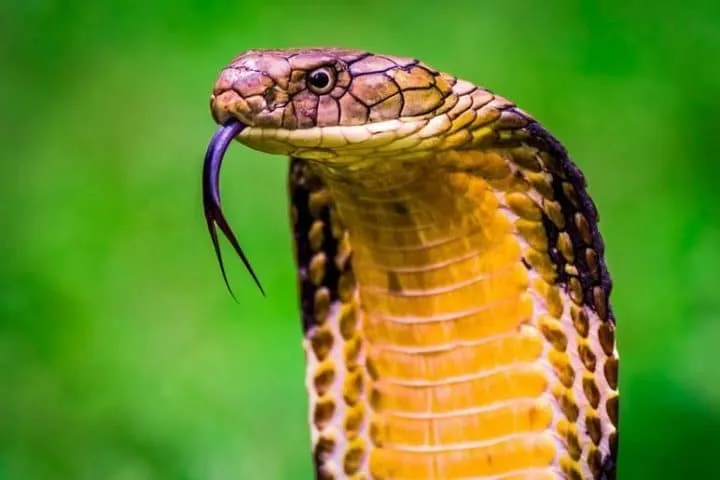 40 des serpents les plus 46