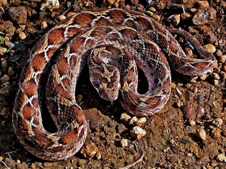 40 des serpents les plus 47