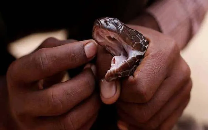 40 des serpents les plus 49