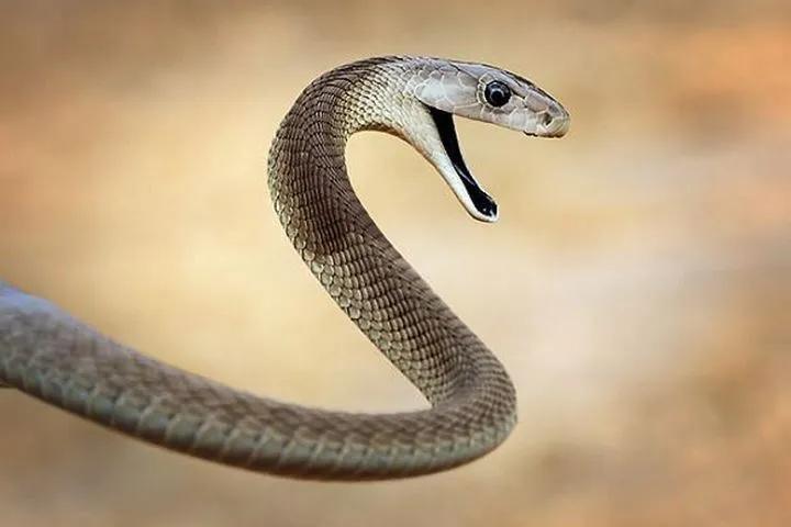40 des serpents les plus 05