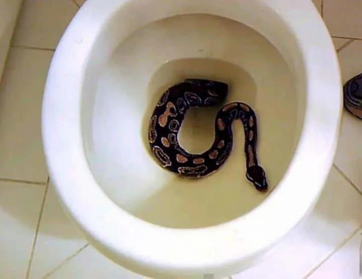 40 des serpents les plus 06