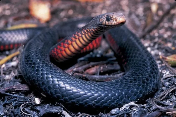 40 des serpents les plus 07