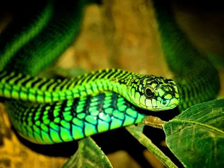 40 des serpents les plus 08