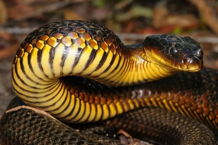 40 des serpents les plus 09
