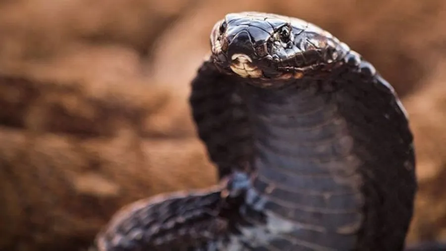 40 des serpents les plus mortels découverts à ce jour