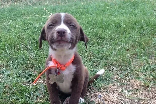42 photos qui devraient vous rendre (presque trop) heureux.