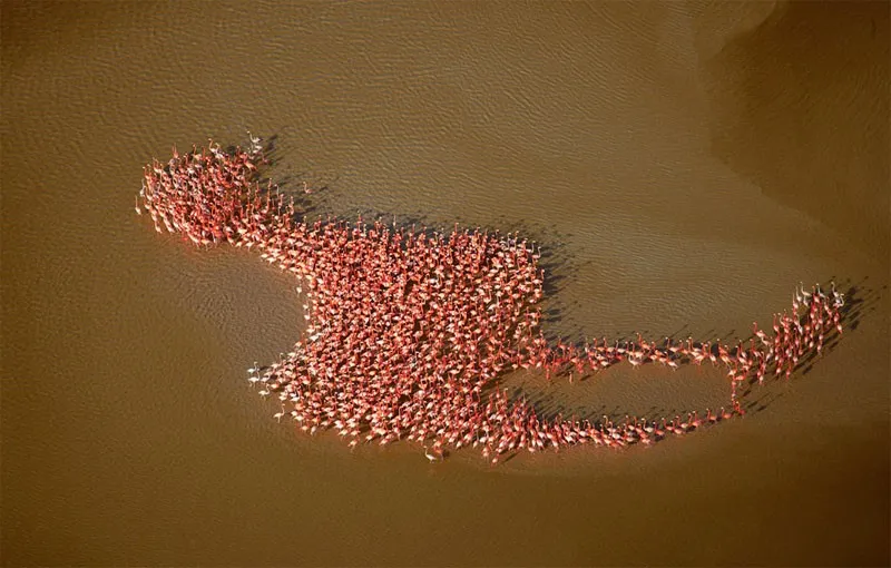 45 photos phenomenales prises 31