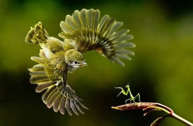 45 photos phenomenales prises 50