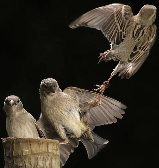 45 photos phenomenales prises 58