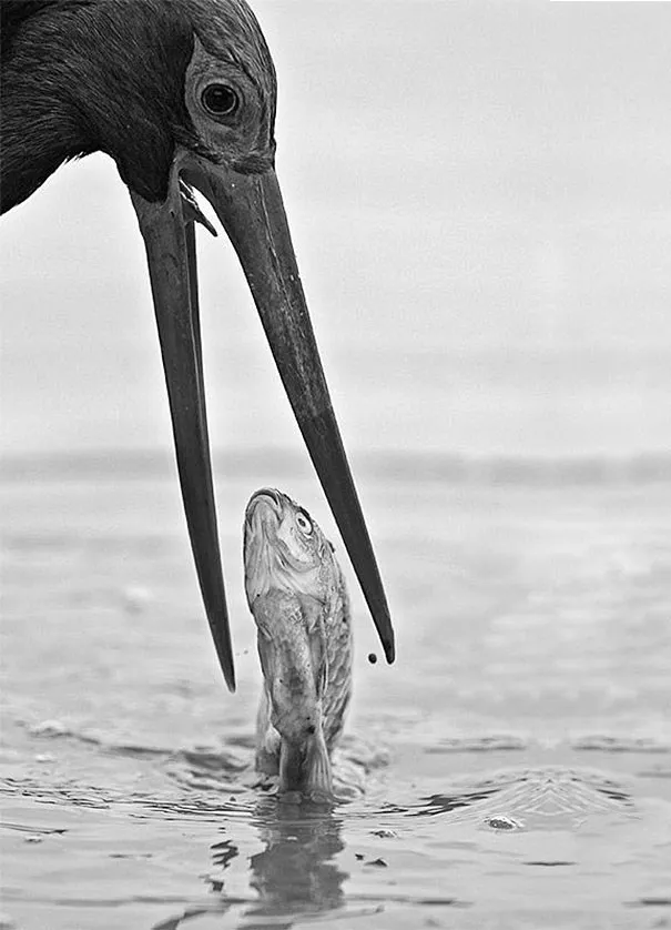 45 photos phenomenales prises 60