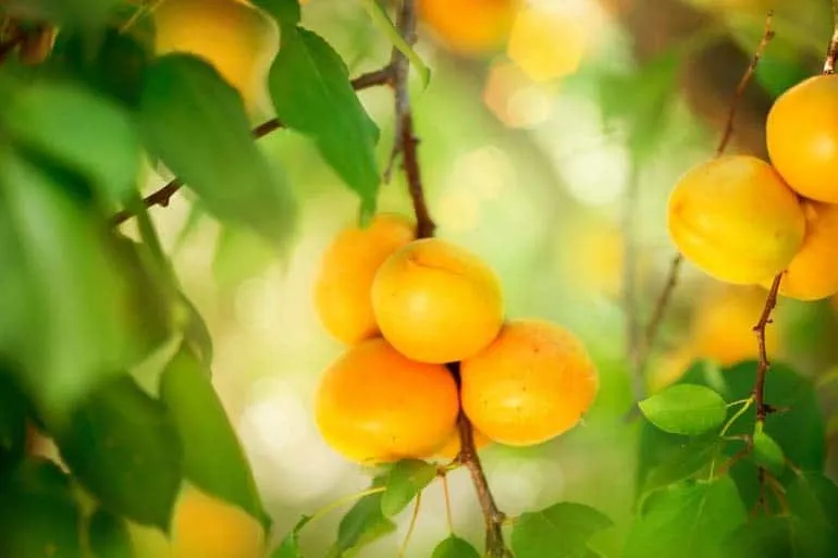 7 fruits qui peuvent ameliorer 02