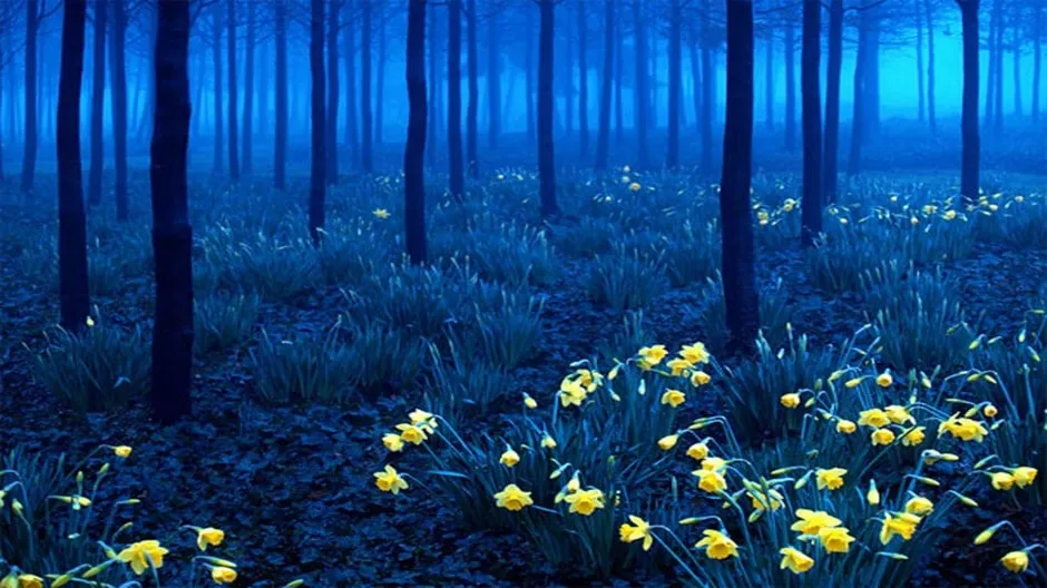 Forêt noire allemagne