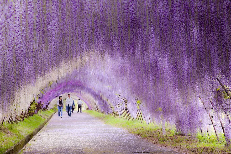 Kawachi fuji garden