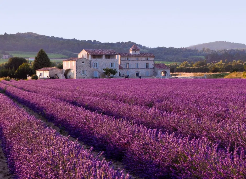 Les champs de lavande provence france