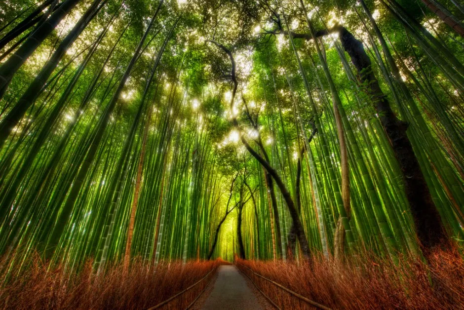 Sagano bamboo forest arashiyama japon