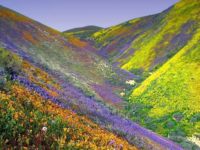 Vallée des fleurs uttarakhand en inde