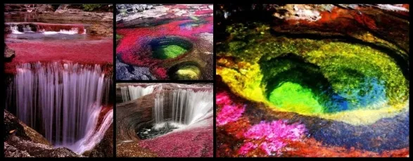 Caño cristales rivière colombie