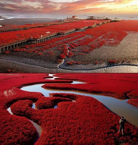 Plage panjin rouge chine 640x480