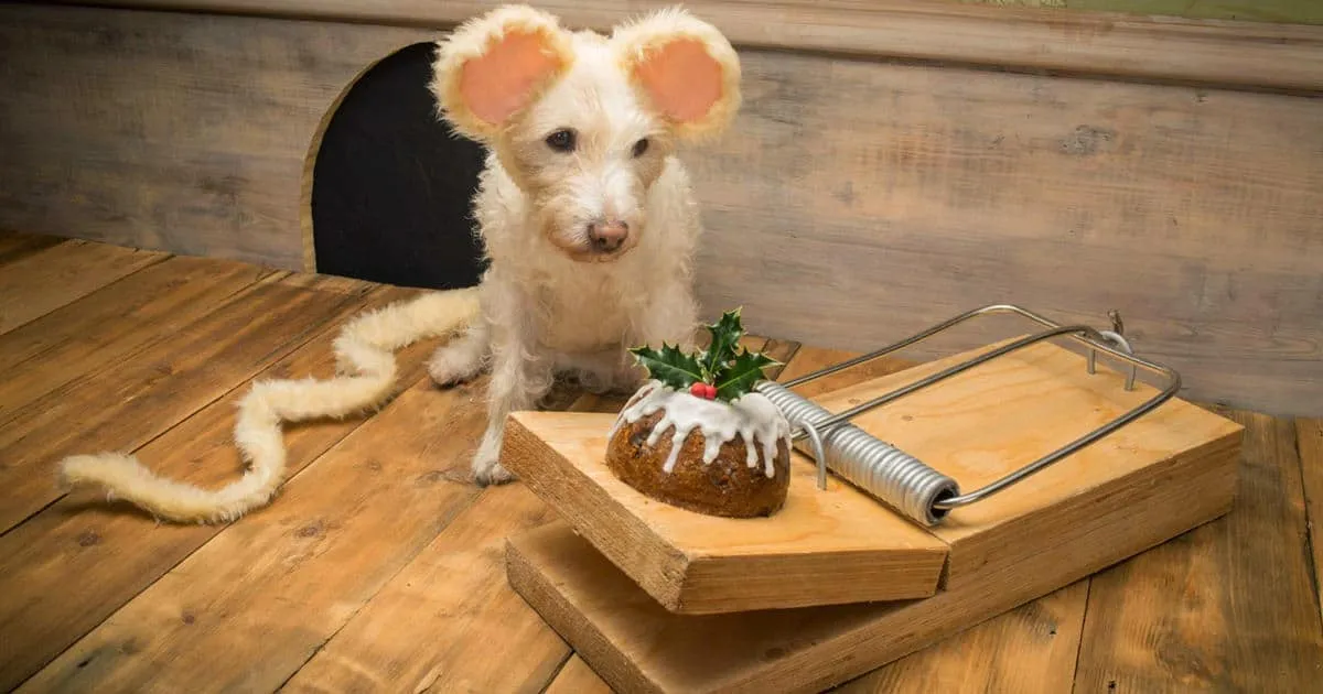 Chaque année, à Noël, ce photographe transforme sa chienne en un animal différent.
