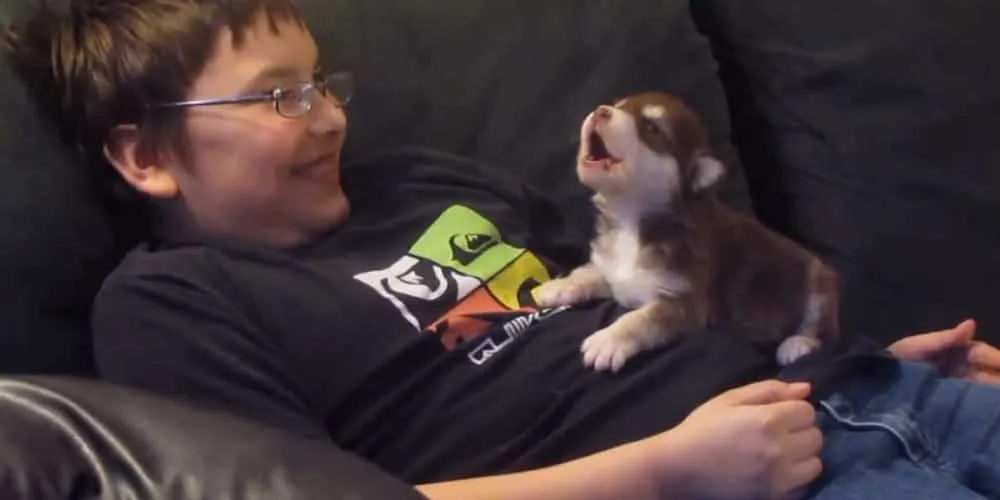 À peine âgé de 20 jours, ce jeune malamute d’Alaska vient d’apprendre à hurler, et c’est adorable au possible !