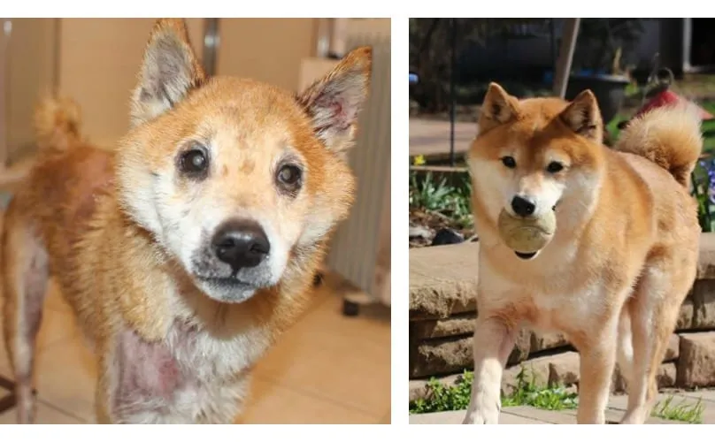 Abandonné par ses maitres qui déménageaient, ce chien était à l’agonie. Heureusement grâce à ses sauveteurs il subit une véritable transformation.