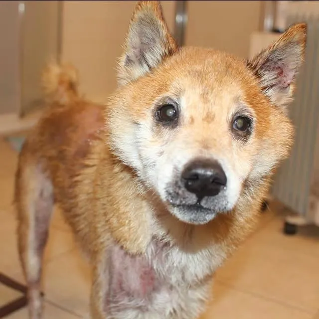 DC Shiba Inu Rescue/ Facebook