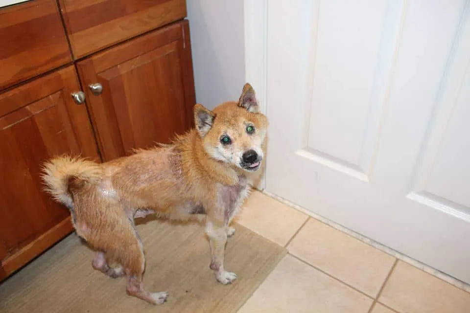DC Shiba Inu Rescue/ Facebook