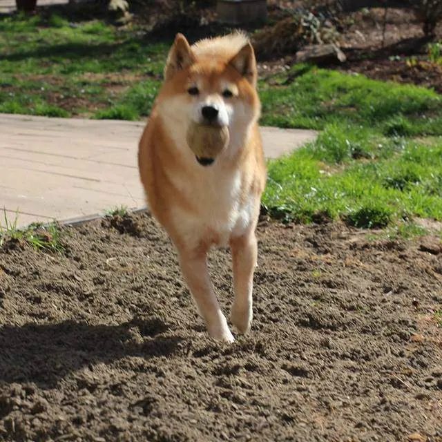 DC Shiba Inu Rescue/ Facebook