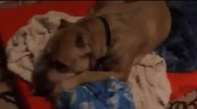 Abandonné un nombre incalculable de fois, ce chien pleure en se blottissant contre sa couverture.
