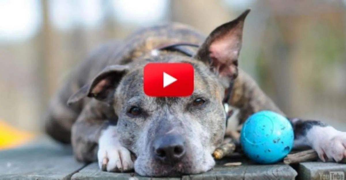 Voilà pourquoi vous ne devriez jamais renoncer à adopter un chien âgé ! Ils sont tellement affectueux !