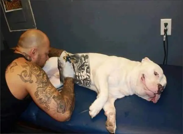 Dog tatoo 1