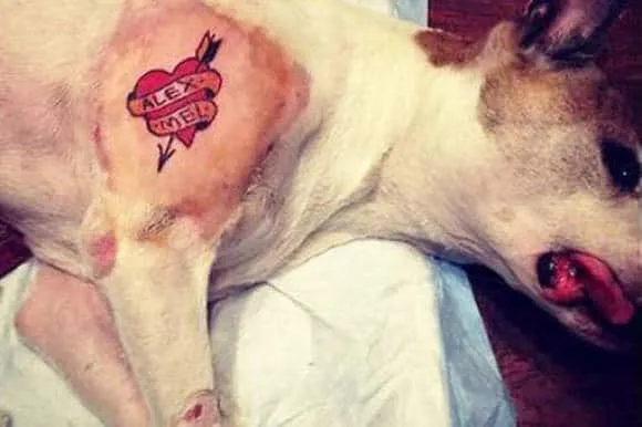 Dog tatoo 4