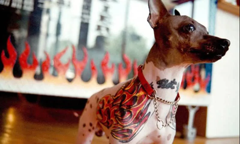 Dog tatoo 6